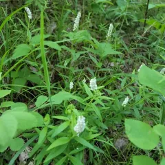 Seneca snakeroot thumbnail 4