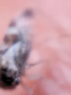 Cyrtolobus griseus thumbnail 4