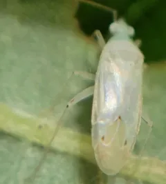 Three-spotted Americodema thumbnail 1