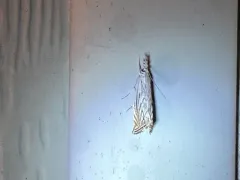 Platytes Moth thumbnail 2