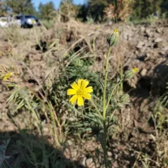 grassy tarweed thumbnail 2
