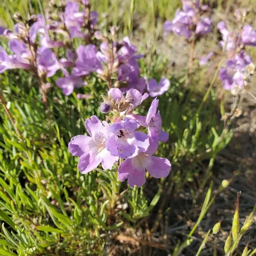 Gairdner's Beardtongue