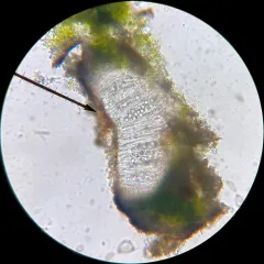 Rusty Brook Lichen thumbnail 4