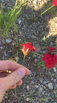 Carthusian Pink thumbnail 3