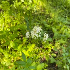 western valerian thumbnail 4