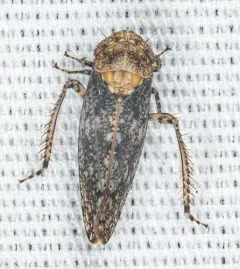Paraphlepsius collitus thumbnail 2