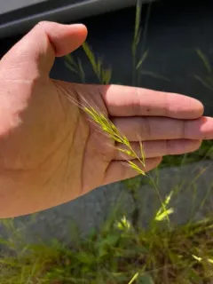 brome fescue thumbnail 1