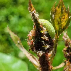 White-bowed Smoothwing thumbnail 4