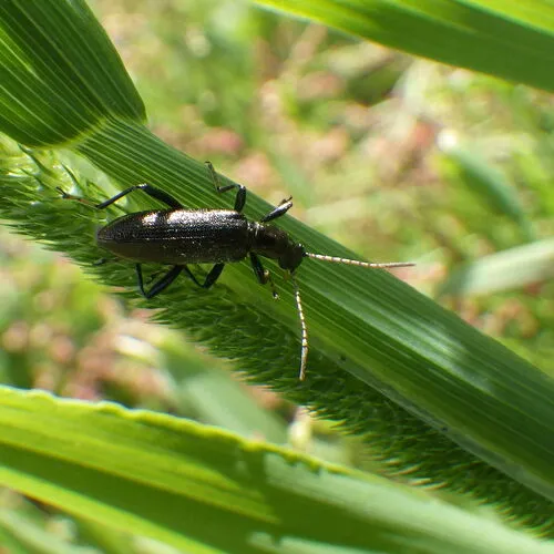 Bronze Darkling Beetle