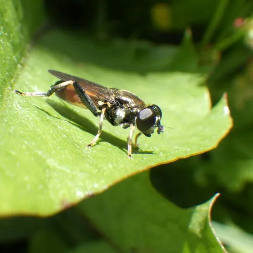Orange-belted Leafwalker