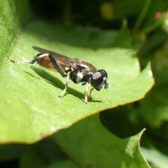 Orange-belted Leafwalker thumbnail 1