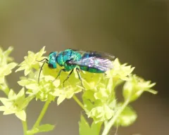 Holopyga ventralis thumbnail 4