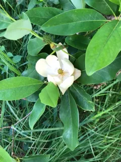 sweetbay magnolia thumbnail 2