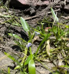 Blue Mudplantain thumbnail 3