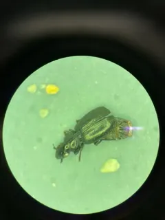 Syntomus americanus thumbnail 4