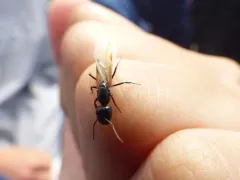 Walnut Carpenter Ant thumbnail 2