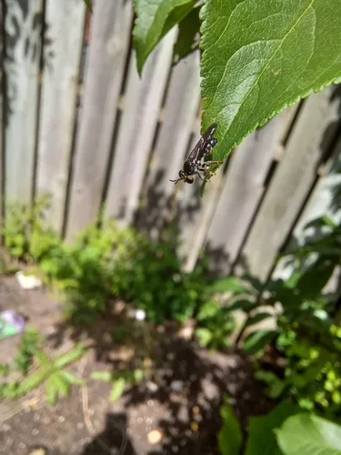 Yellow-faced Micropanther
