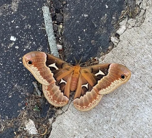 Tulip-tree Silkmoth