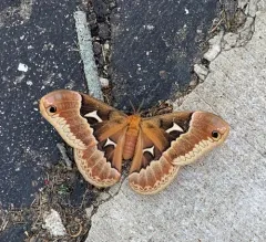 Tulip-tree Silkmoth thumbnail 1