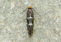 Eudarcia eunitariaeella thumbnail 2