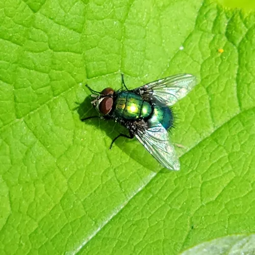 Marsh Greenbottle Fly