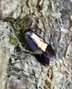 Stigmella resplendensella thumbnail 1