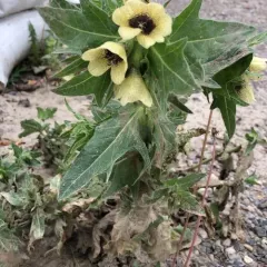 black henbane thumbnail 3