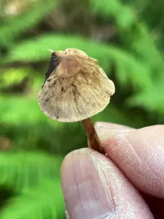 willow aldercap thumbnail 3