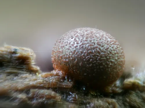 Lycogala exiguum