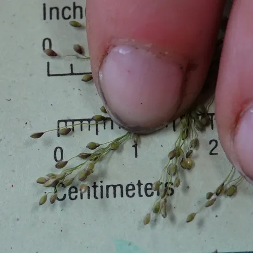old-field panic grass