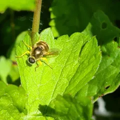 Eulonchus sapphirinus thumbnail 4