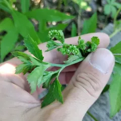 Black Snakeroot thumbnail 4