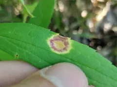 Puccinia dioicae thumbnail 4