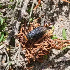 Pine False Webworm thumbnail 3