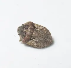 Phimodera binotata thumbnail 1