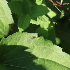 Condylostylus flavipes thumbnail 1