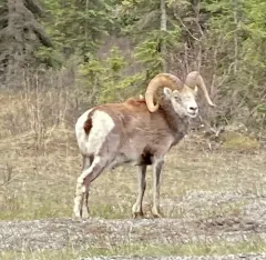 Thinhorn Sheep thumbnail 3