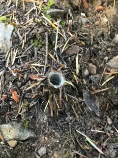 California Turret Spider thumbnail 1