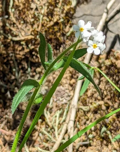 Clearwater cryptantha