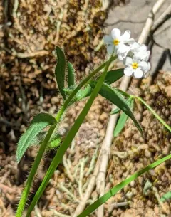 Clearwater cryptantha thumbnail 1