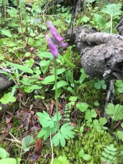 Few-flower Corydalis thumbnail 3