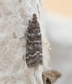 Striped Birch Pyralid Moth thumbnail 1