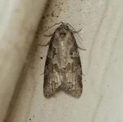 Gray Tortrix thumbnail 2
