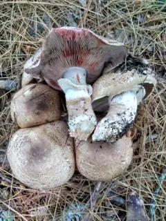 Agaricus benesii thumbnail 4