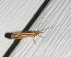 Silver-striped Northern Caddisfly thumbnail 2