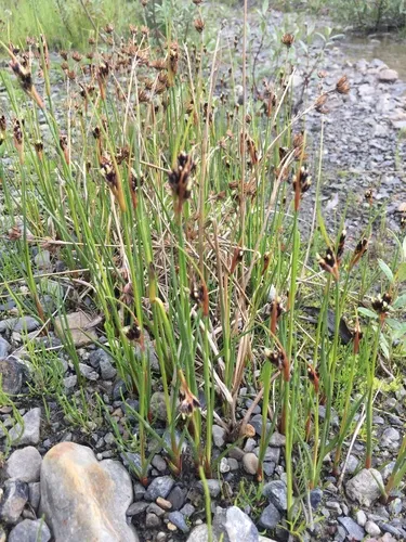 Chestnut Rush