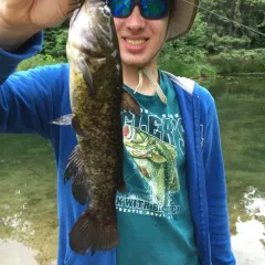 Brown Bullhead thumbnail 4