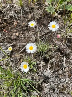 trailing fleabane thumbnail 3