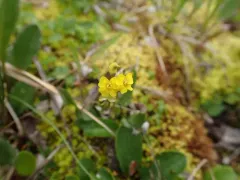 Ogilvie Range Whitlow-grass thumbnail 2