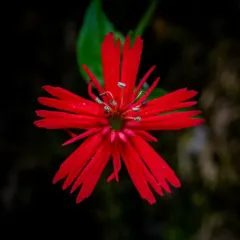 cardinal catchfly thumbnail 2